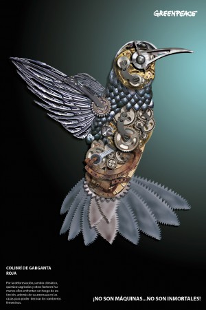 Picaflor, animal en peligro de extinción. Campaña para Greenpeace.